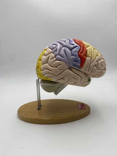 Denoyer geppert anatomical - denoyer,