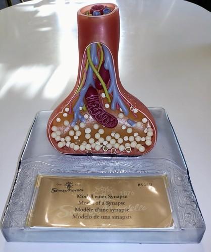 Synapse model synaptic nerve - synapse,