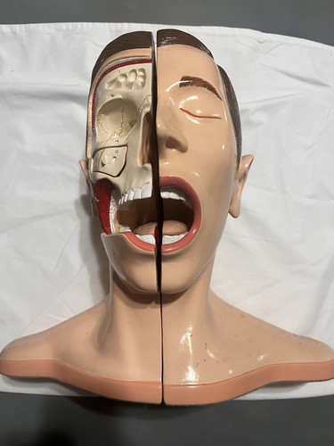 Denoyer geppert head - &, neck